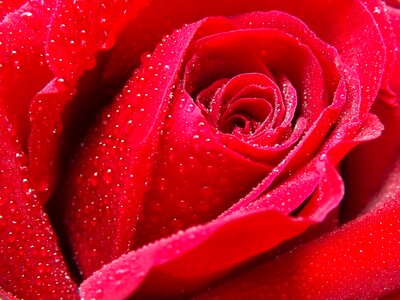 Red petals flower