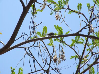 Locust tree 