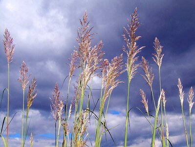 Sky landscape meadow