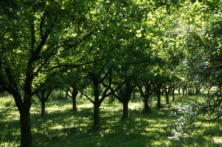 Orchard nature leaves