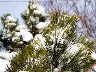 Snow Covered Pine photo