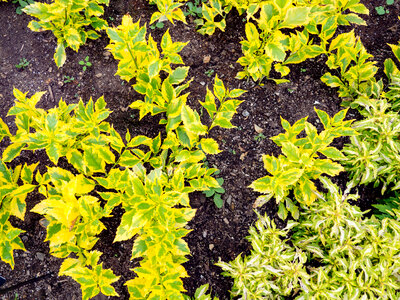 Yellow and Green Leaves on Soil photo