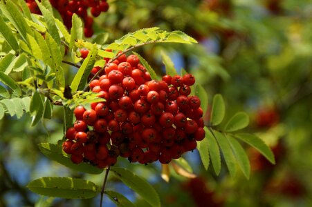 Red fruits ash photo