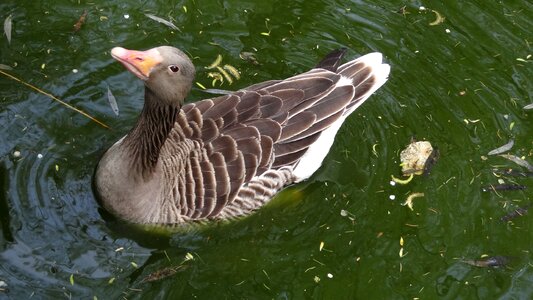 Water farm geese