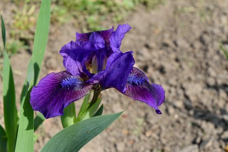 Horticulture flower iris photo