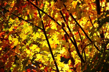 Leaves autumn color photo