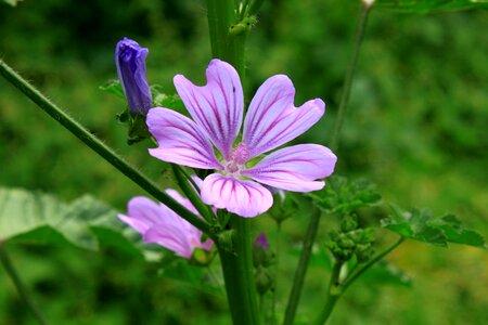 Mauve purple sylvestris photo