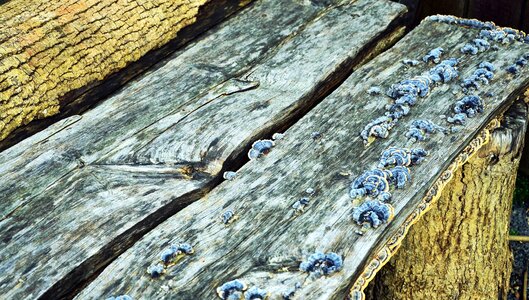 Bark bench moss photo