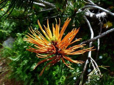 Grow pinus mugo pine photo