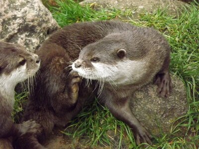 Otter marten zoo