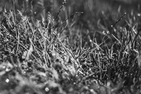 Field nature plant