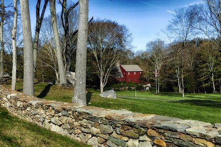 Forest trees stone wall