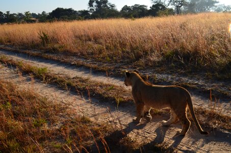 Wildlife track bush
