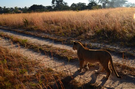 Wildlife track bush photo