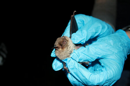 Biologist holding a Gray bat photo