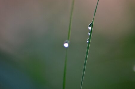 Wet a drop of meadow