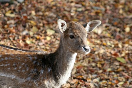 Forest deer forest animal photo