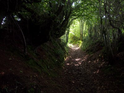 Gloom forest nature photo