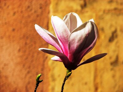 Flower pink white