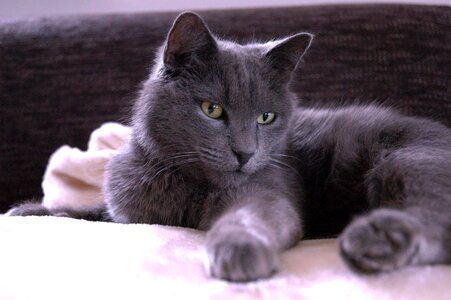 Carthusian grey green eyes