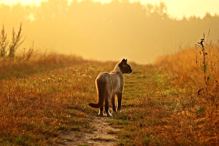 Animal cat claw photo