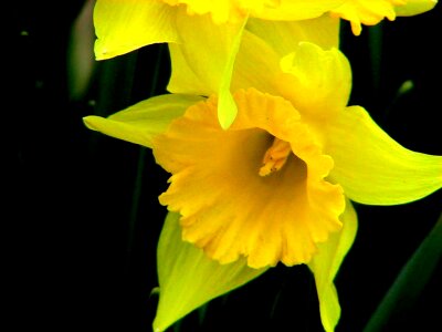 Blossom daffodil photo