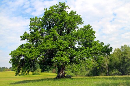 Nature meadow field
