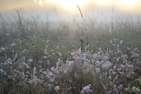 Dusk field flowers photo