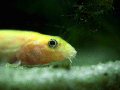 Pond Loach fish - Misgurnus anguillicaudatus photo