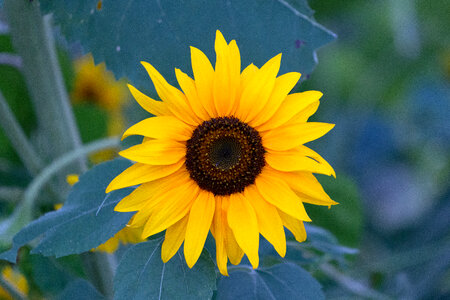 Sunflower photo