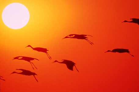 Cranes flying over the setting sun