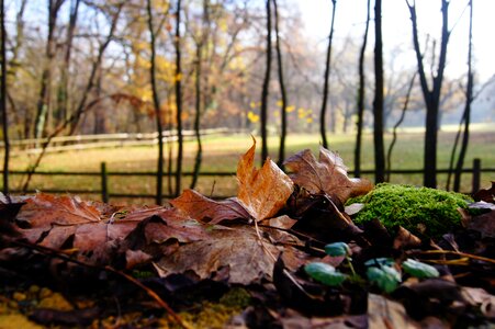 Leaves coupling forest photo