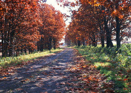 the way in forest photo