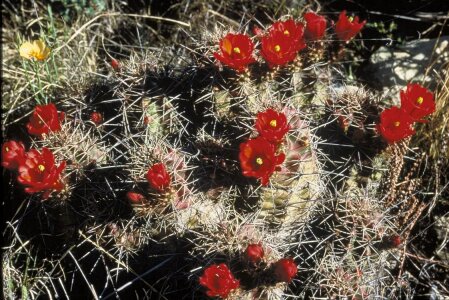 Cactus flowering natural habitat photo