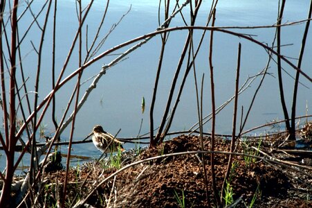 Bird common river
