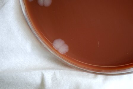 Bacteria court gram