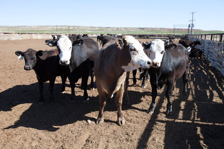 Cattle ranch-21