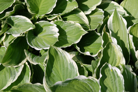 Green foliage nature