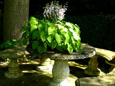 Plant light shadow