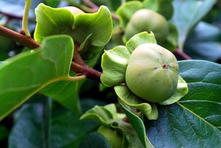 Grow food healthy