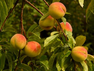 Fruit ripe juicy