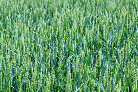 Corn countryside crop photo