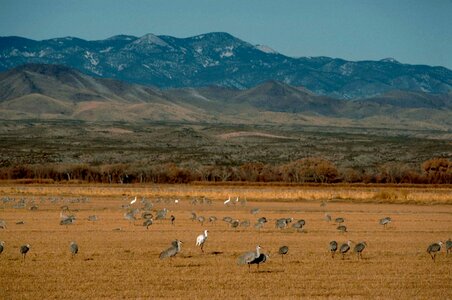 Bird photo