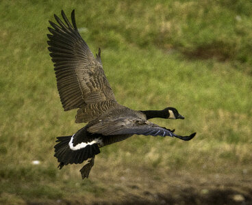 Close up of a Canadian Goose taking flight photo
