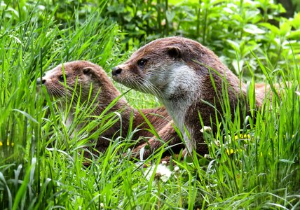 Meadow care rest