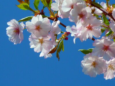 Cherry blossom japanese cherry japanese flowering cherry