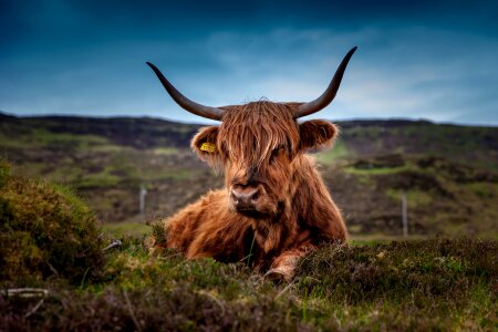 Cow ox meadow photo