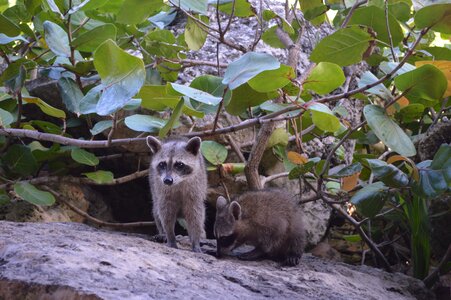 Forest eyes animal world