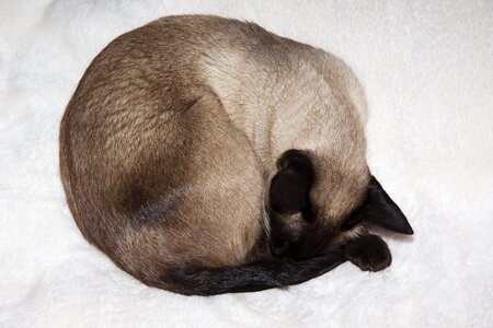 Siamese breed cat sleep photo