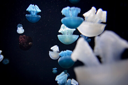 Group of Blubber Jellyfish Undrwater photo